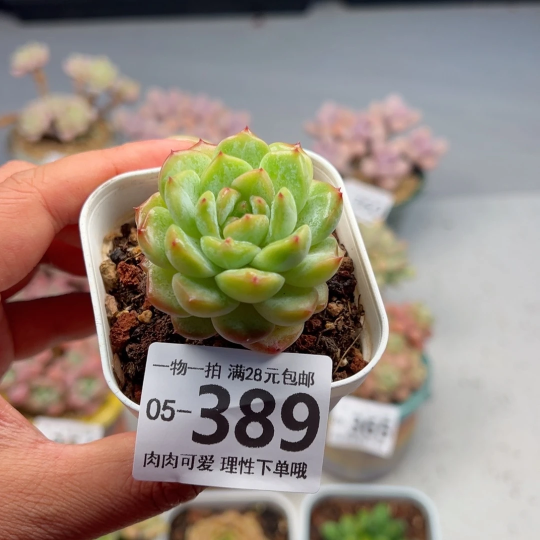 冰魄多肉多多肉多肉