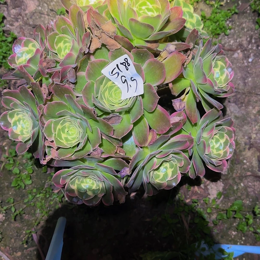 朱*叶 粉玲珑一物一拍清仓不包损，不退不换5188