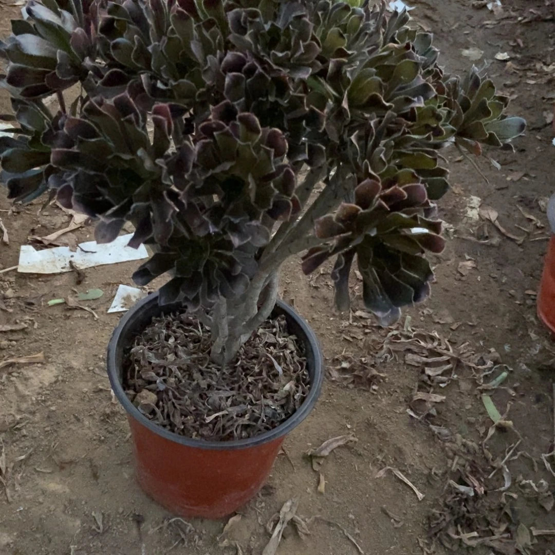 无花朵13号链接灰法师