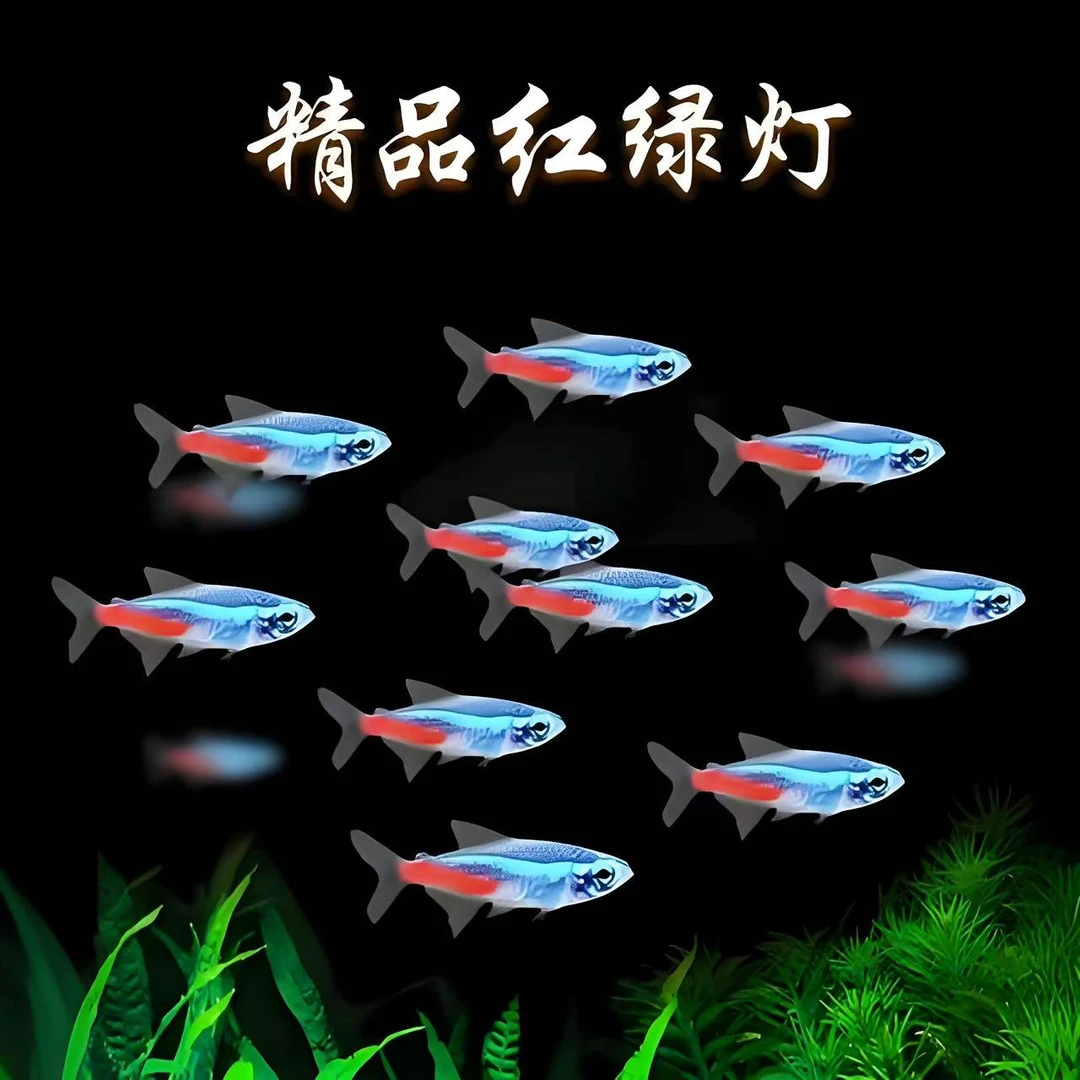 【福袋】灯科鱼（混发）2条