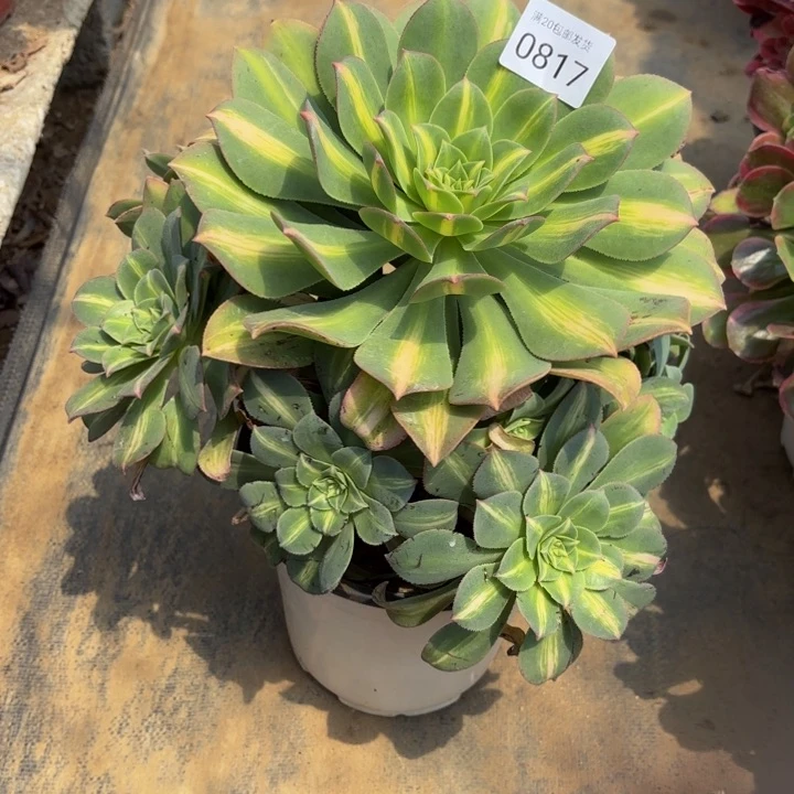 黄忠班处氧化黑斑多肉0817