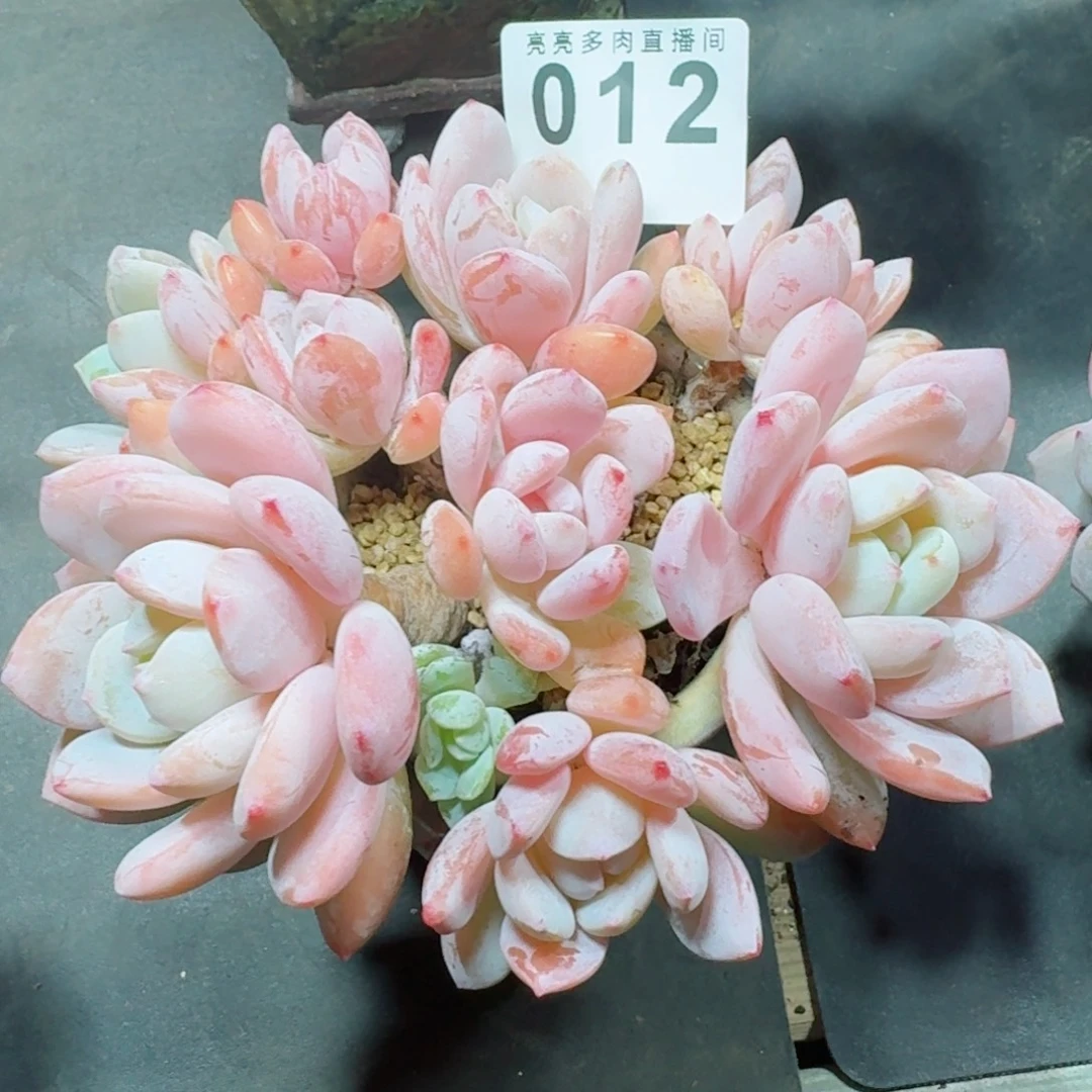冷香群生整装无砍