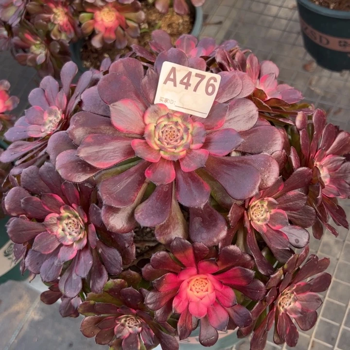 476烟花30厘米左右多肉