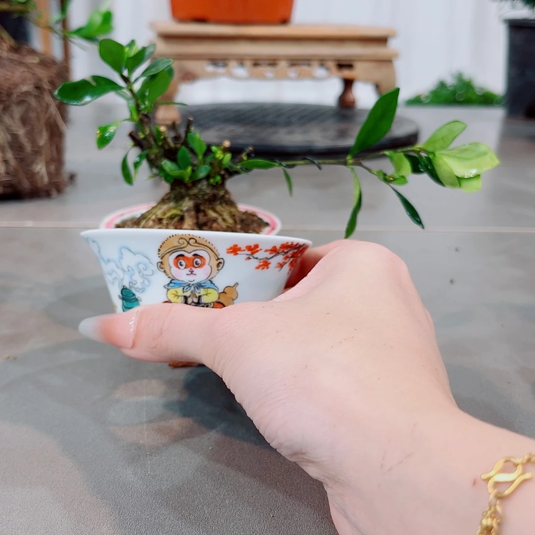 红陶@*待一寸法师