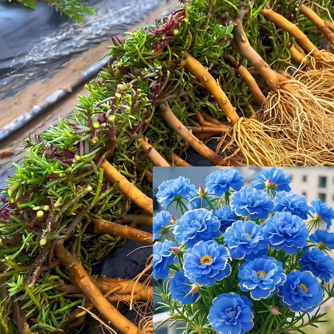 冰蓝太阳花多色重瓣四季开花太阳花老桩耐寒庭院盆栽带根花卉阳台