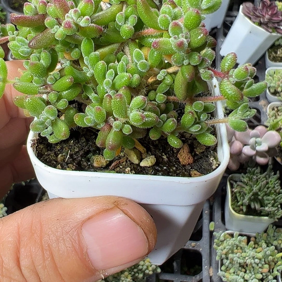 红宝石只盖特大福利
