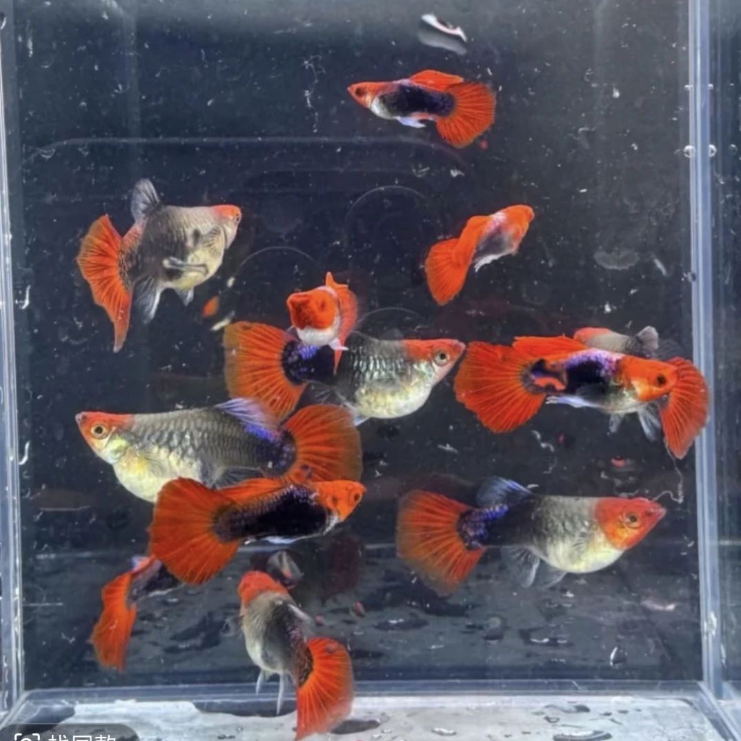 精品蓝贵族球体种鱼