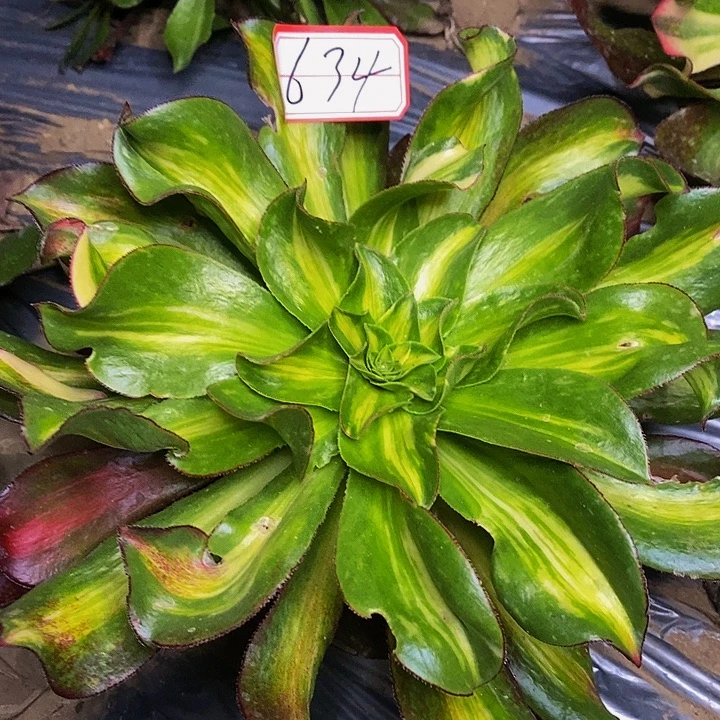 魅影中斑老桩634号