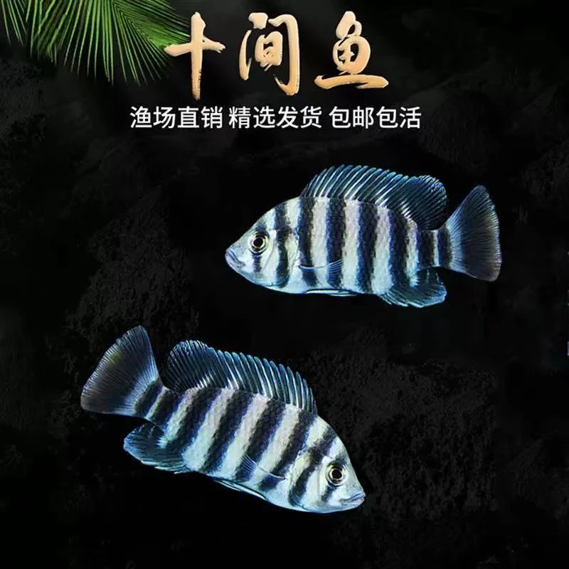 十间鱼热带观赏鱼苗活体大型淡水鱼好养包邮