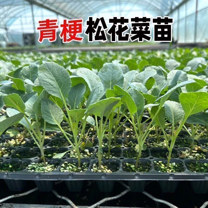 无品牌有机花菜苗青梗松花菜种苗带土发货适合四季阳台庭院种植