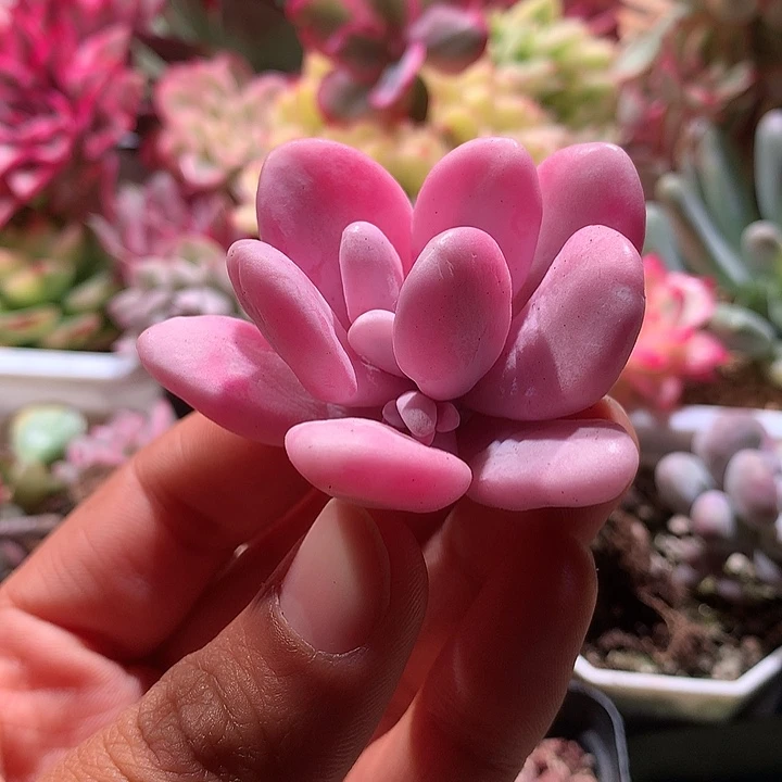 粉兔锦腹轮锦锦锦