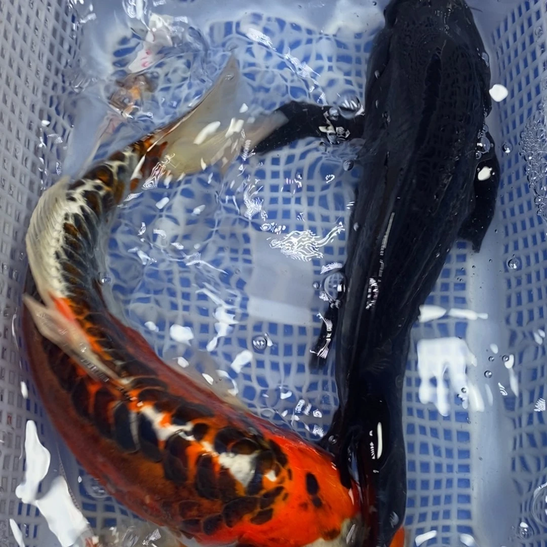 锦鲤冷水锦鲤包邮