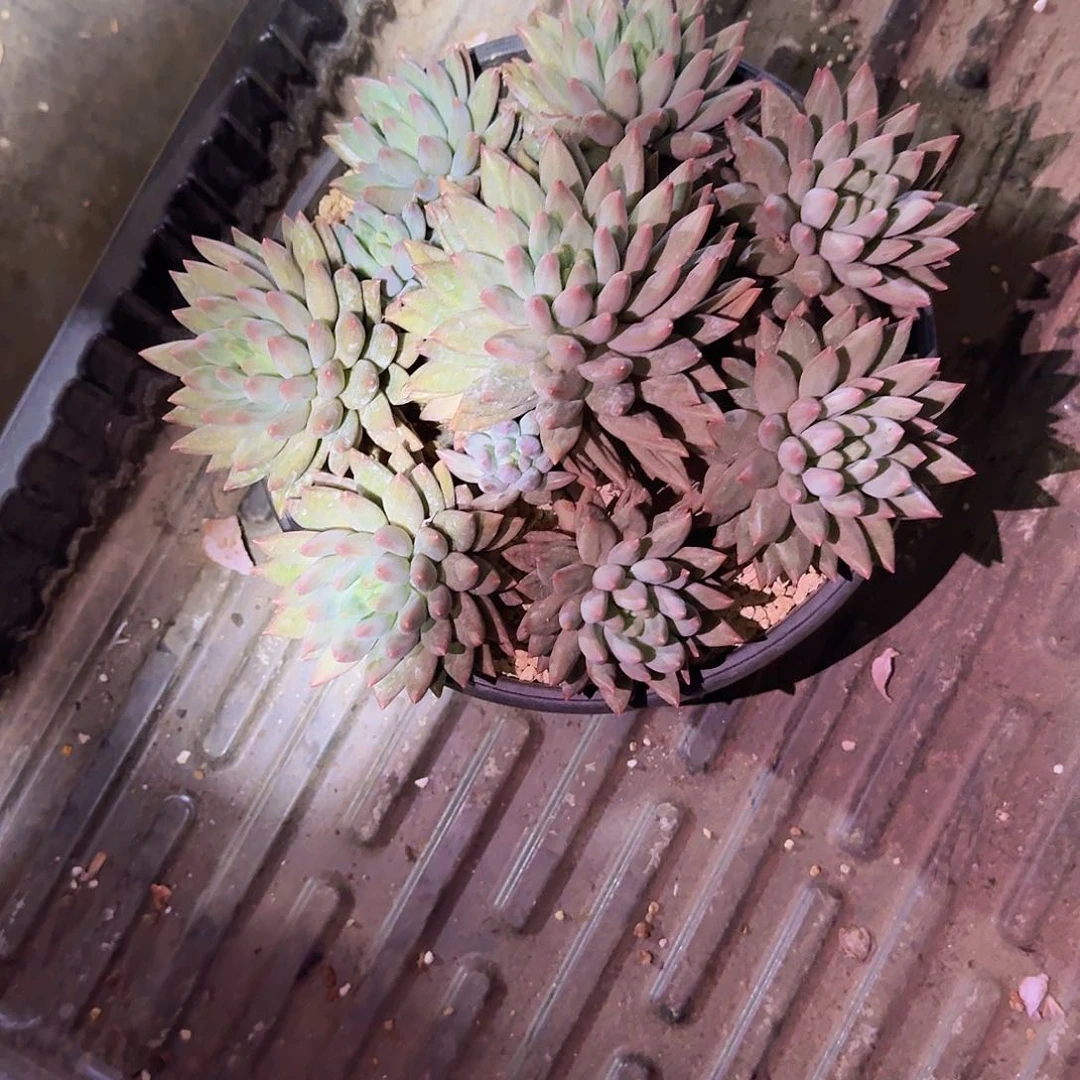 仙*哦哟哦脱模样哭咯哦哦哦