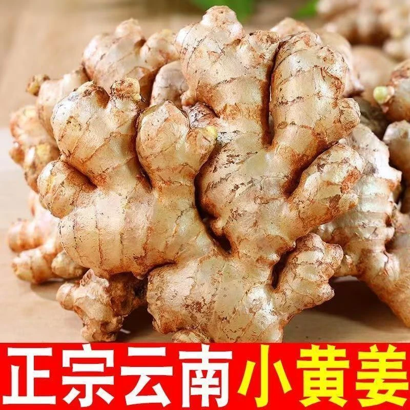 正宗云南小黄姜新鲜现挖老姜辛辣十足增香提味必存 1
