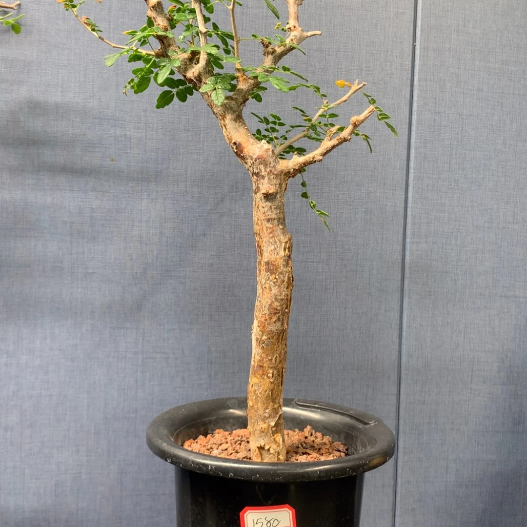 滔天橄榄产地熟桩带盆