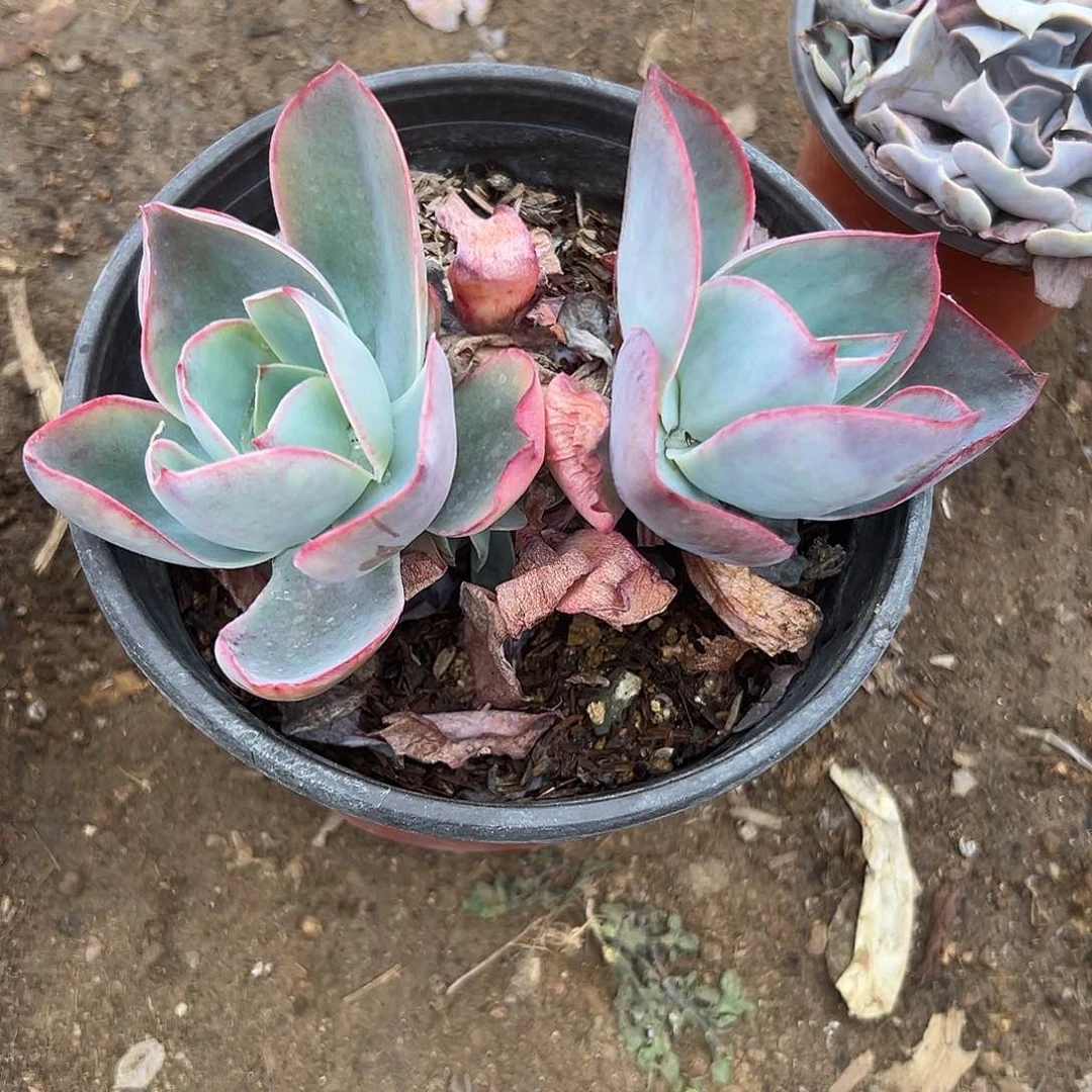 多肉植物头砍肯尼迪