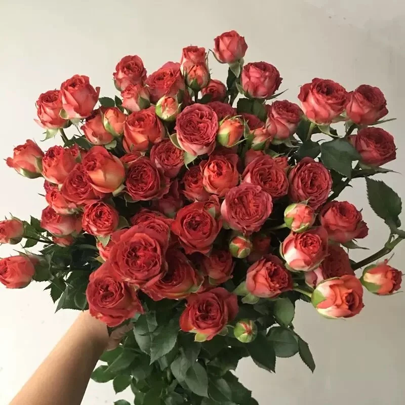 【粉丝福利】巧克力多头玫瑰