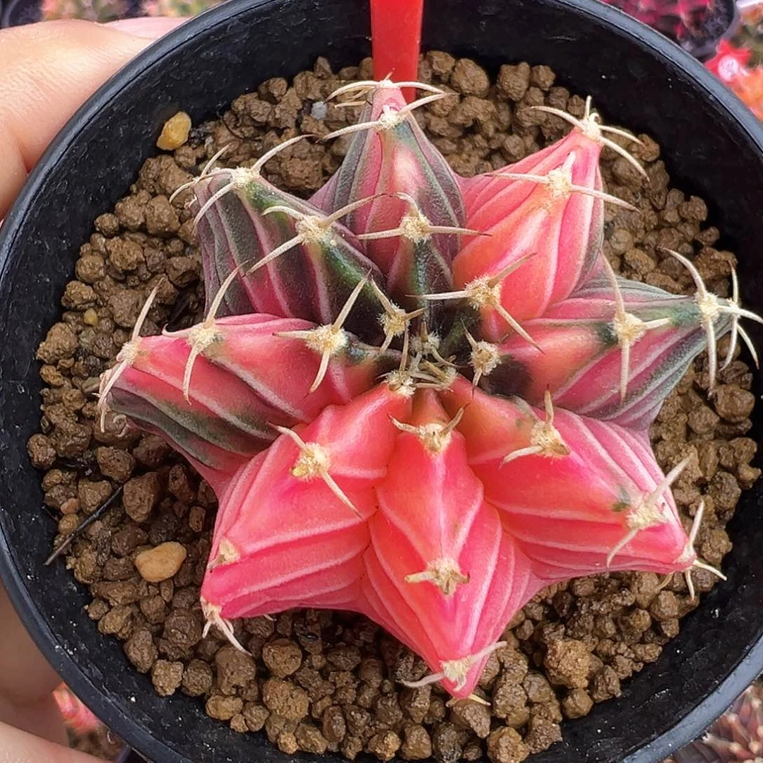 1-63肋骨锦带盆土发货5厘米