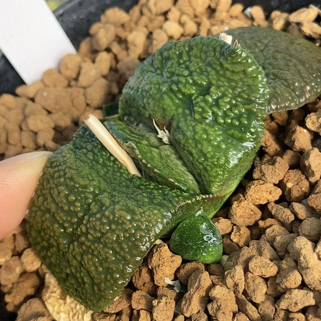 920卧牛实生大颗粒釉带盆发货