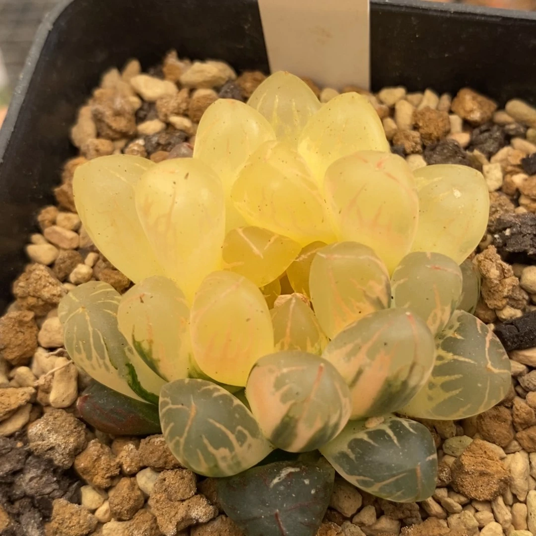 446实生玉露多肉植物