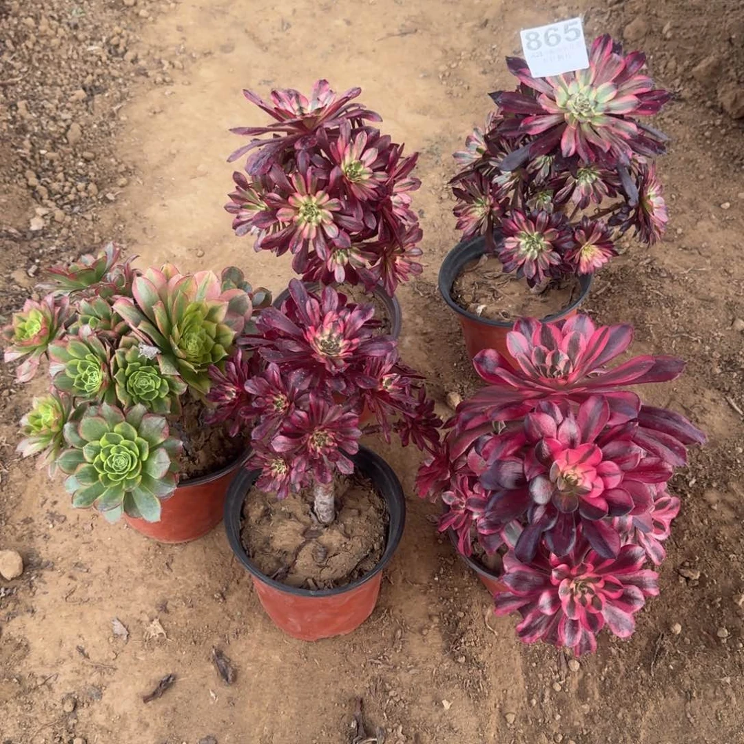 畅*865号5颗清棚不包损