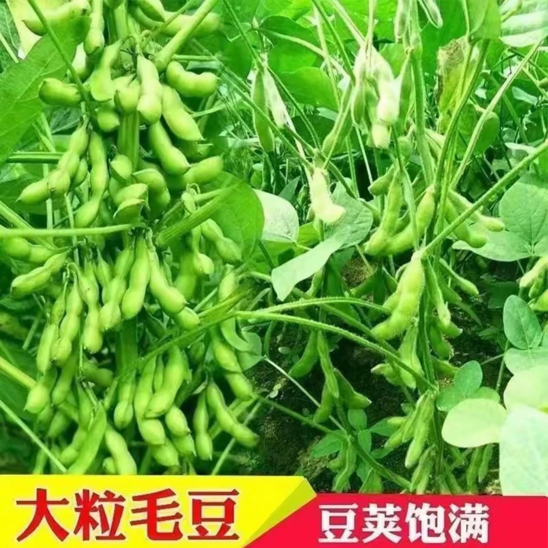 【九月鲜毛豆种子】家庭阳台小院盆栽地栽四季种植