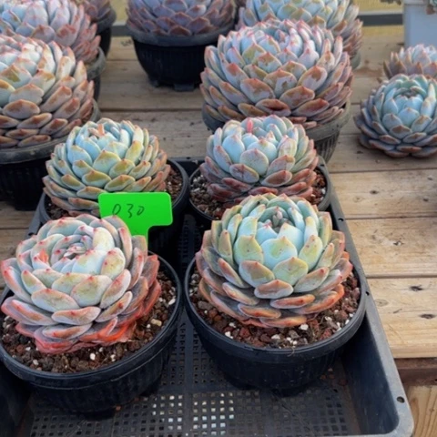 组合套餐编号30号