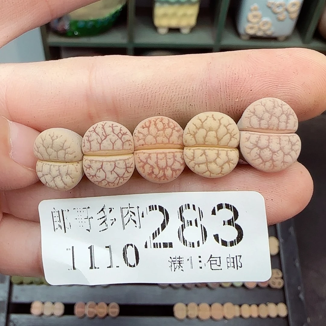 满满18包邮1110-283