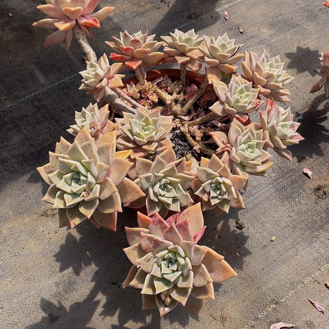 呼*血色黄昏多肉植物群