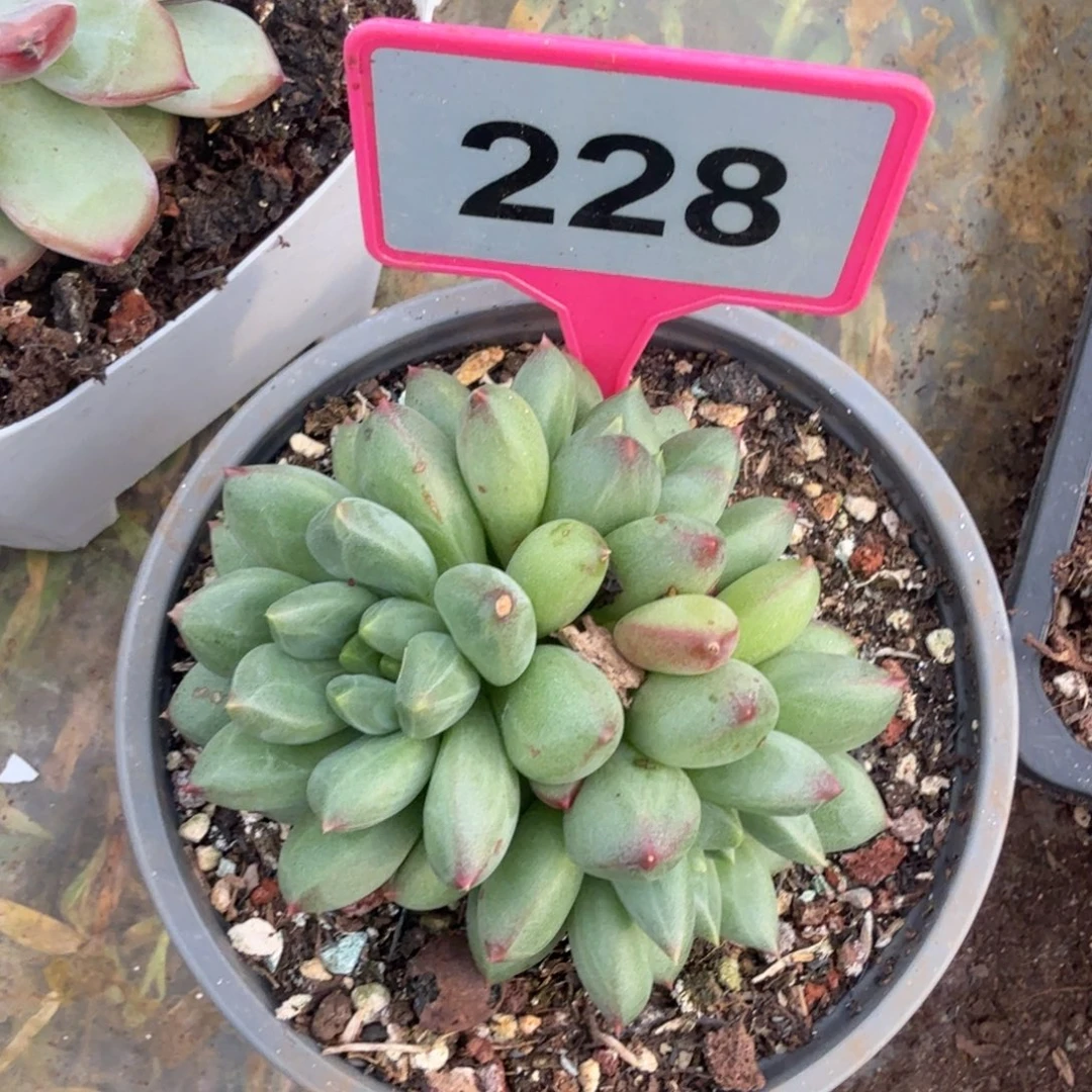 多肉植物一物一拍228