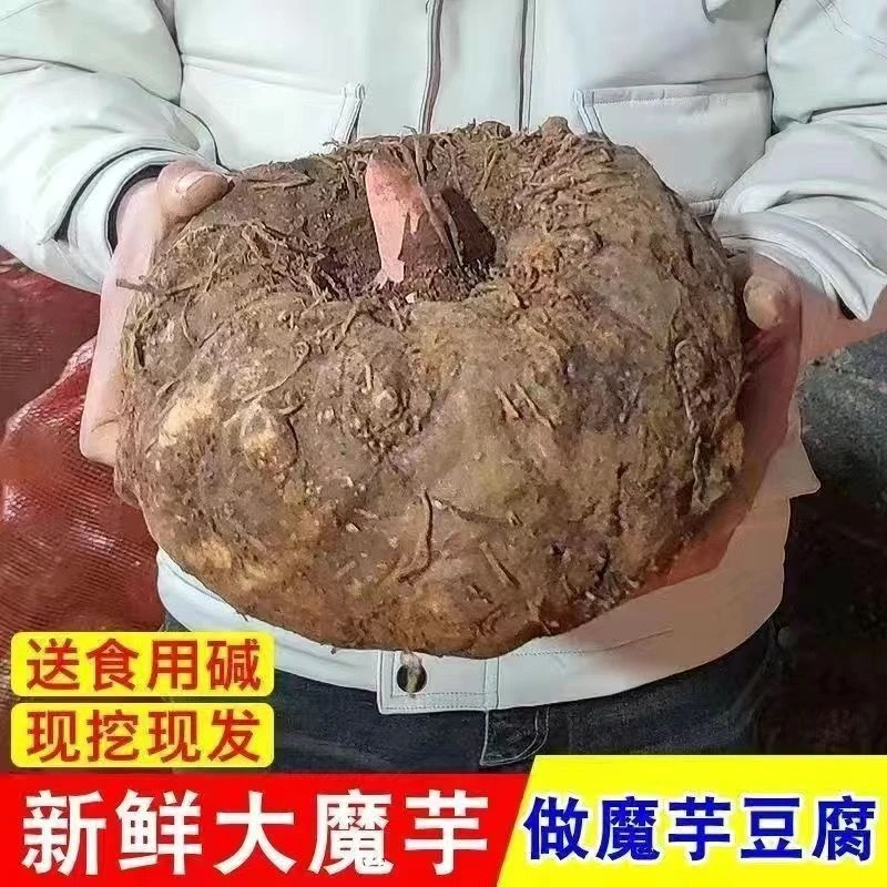 云南农家新鲜现挖魔芋魔芋头魔芋原材料