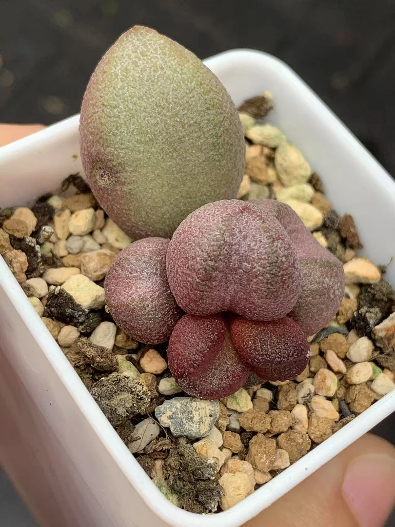 粉红哈密瓜带盆发稀有阳台花卉盆栽水泡多肉植物景天科带盆土