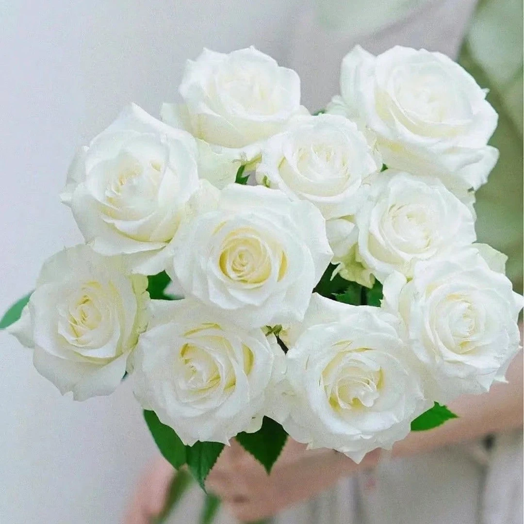 【【白玫瑰】云南玫瑰花老桩大苗大花浓香月季盆栽地栽室内室外好养】