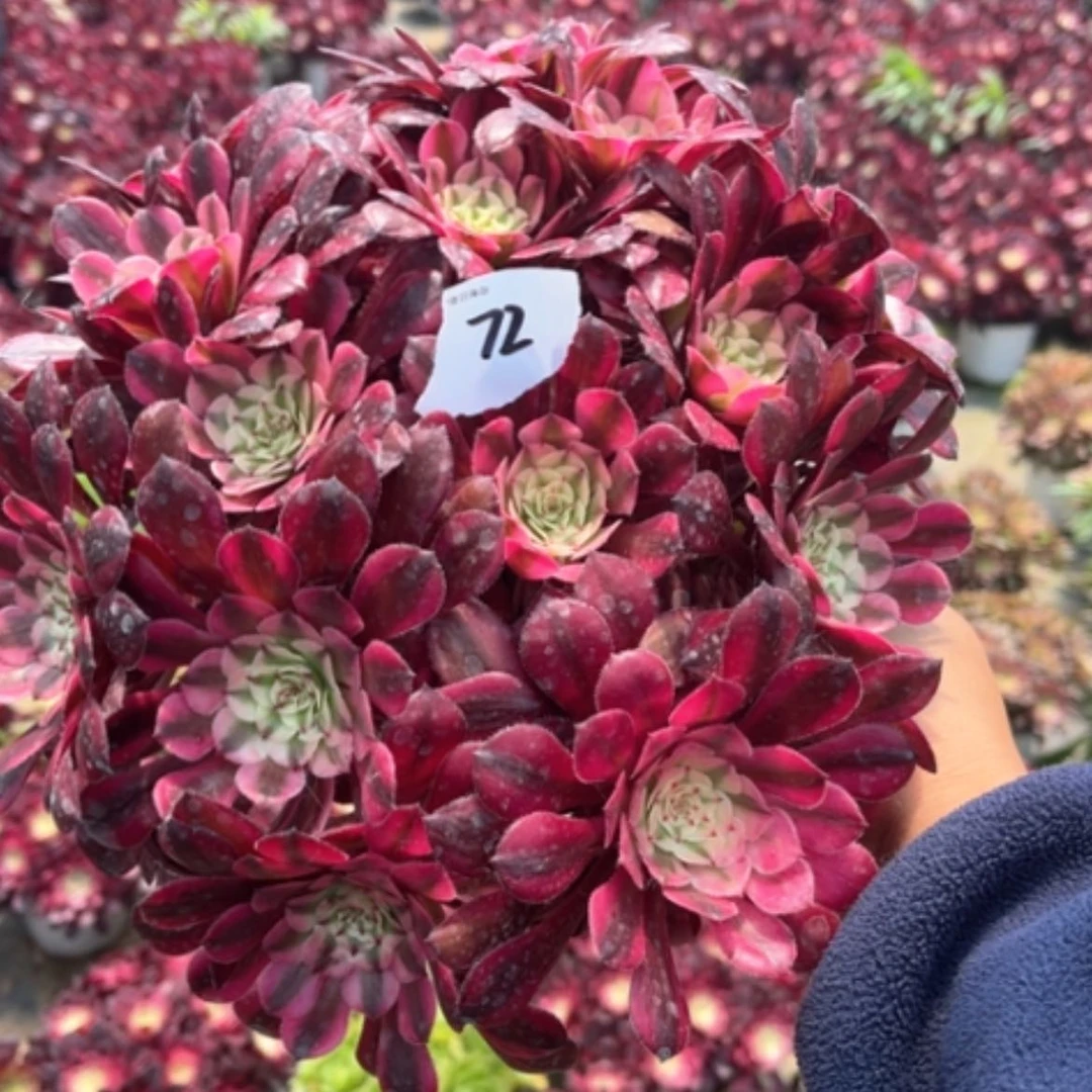 【闪购商品】72红铜白的肉法师