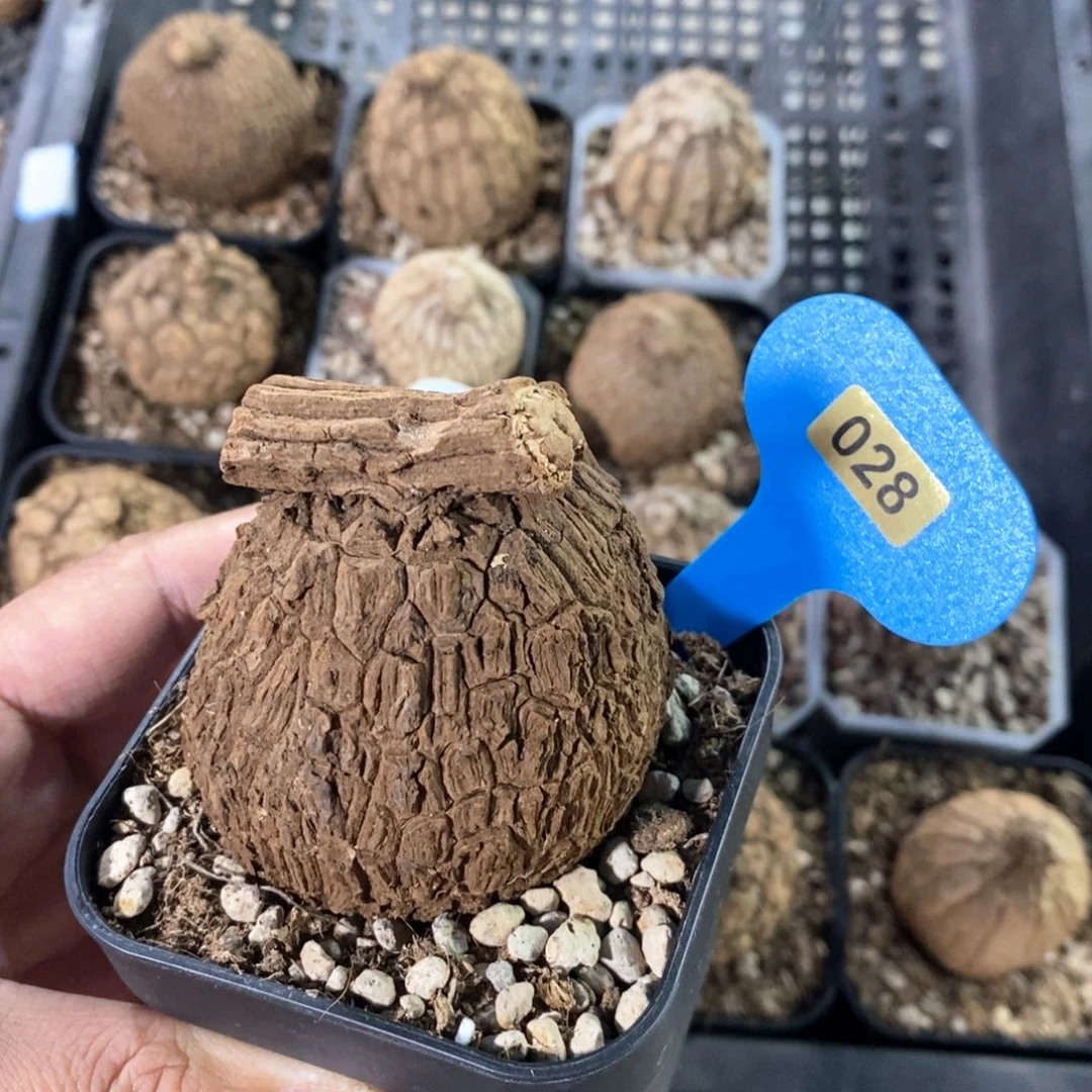 龙甲龟多肉植物一个