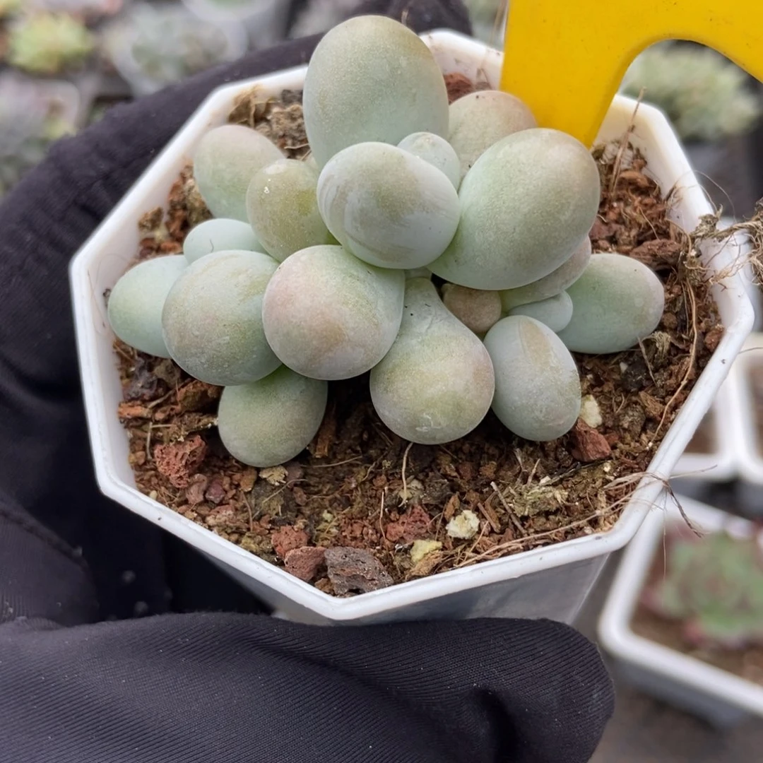 930彩虹奶多肉植物
