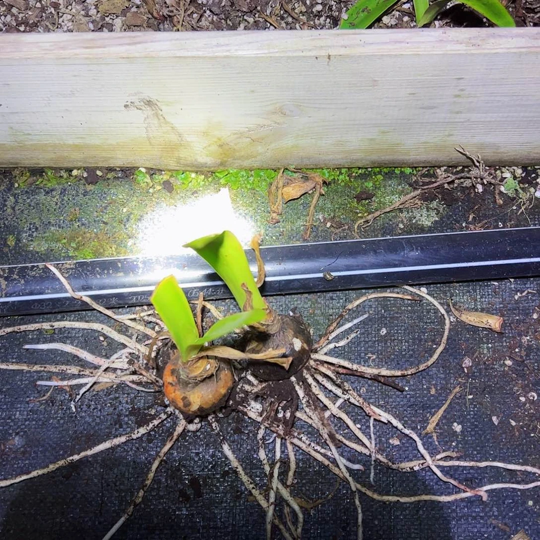 小***黎朱顶红暹罗之星2个4cm球