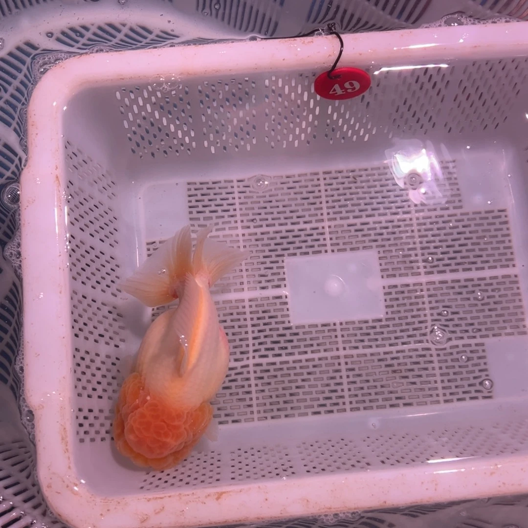 肥***猪海水鱼我是啊啊理解开衩女