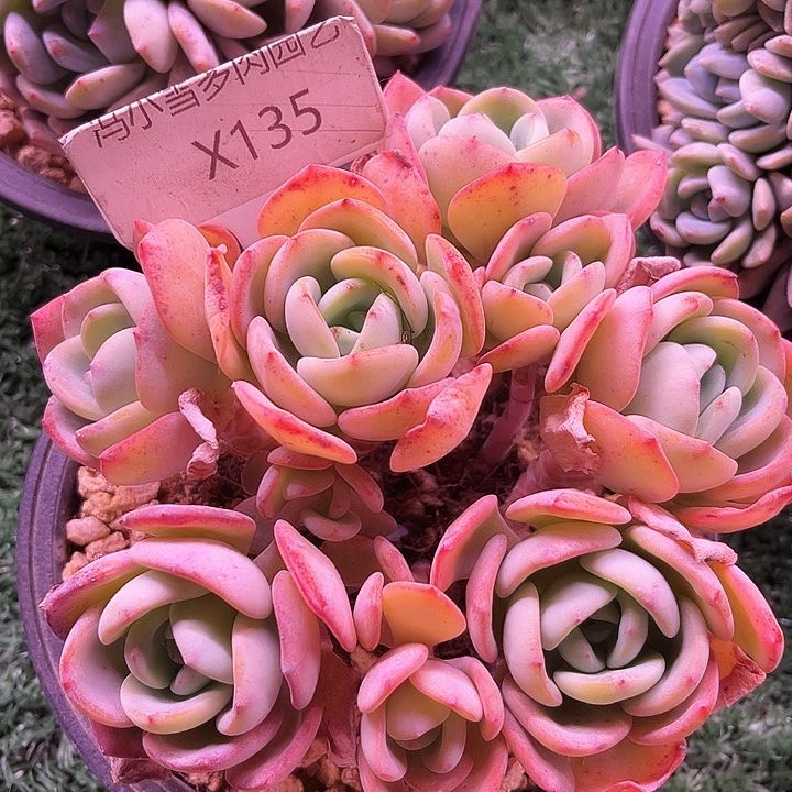 我是第一百个为妖姬应援