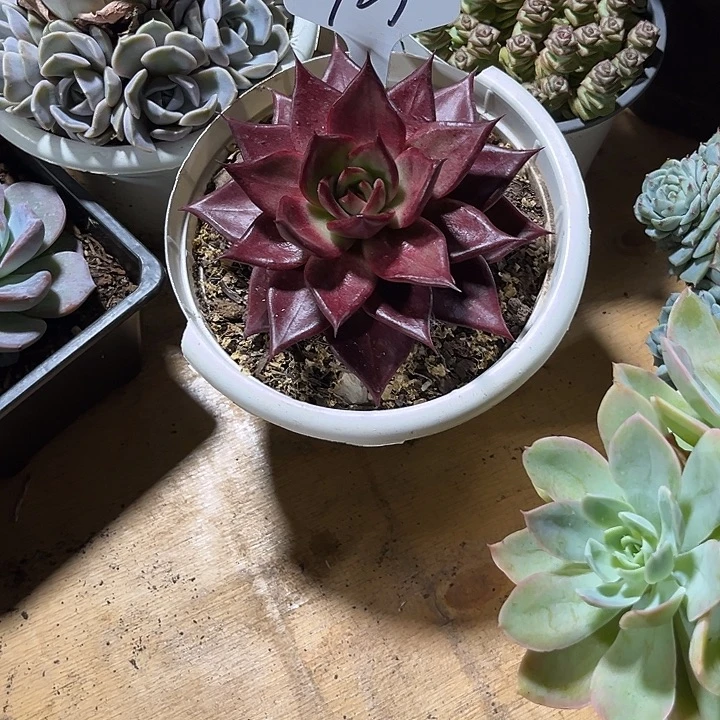 ^***30000000000000000723