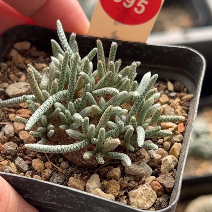 红花韧锦3.5cm一棵仙人球