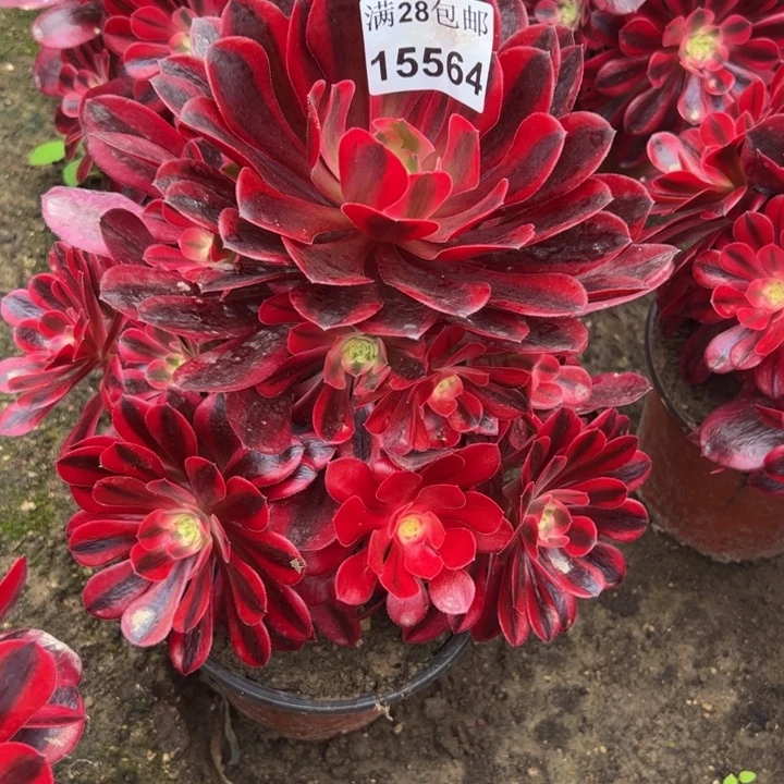 15564美杜莎多肉植物