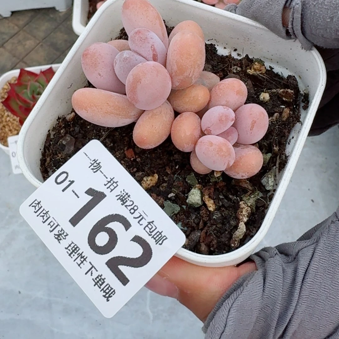 橙奶多肉无盆土发货无盆土发货无