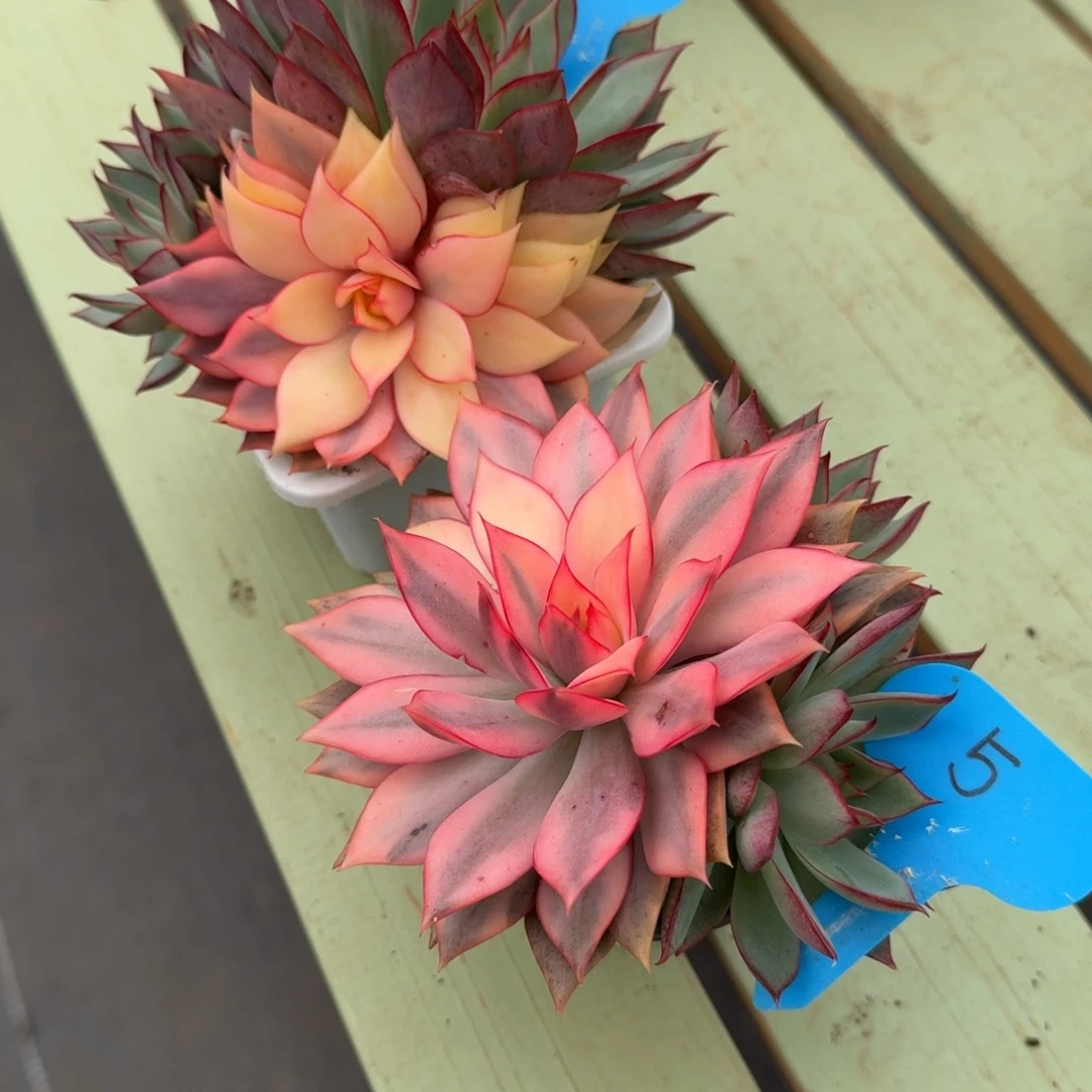 小****红宝莲灯锦两颗锦上园艺一物一拍