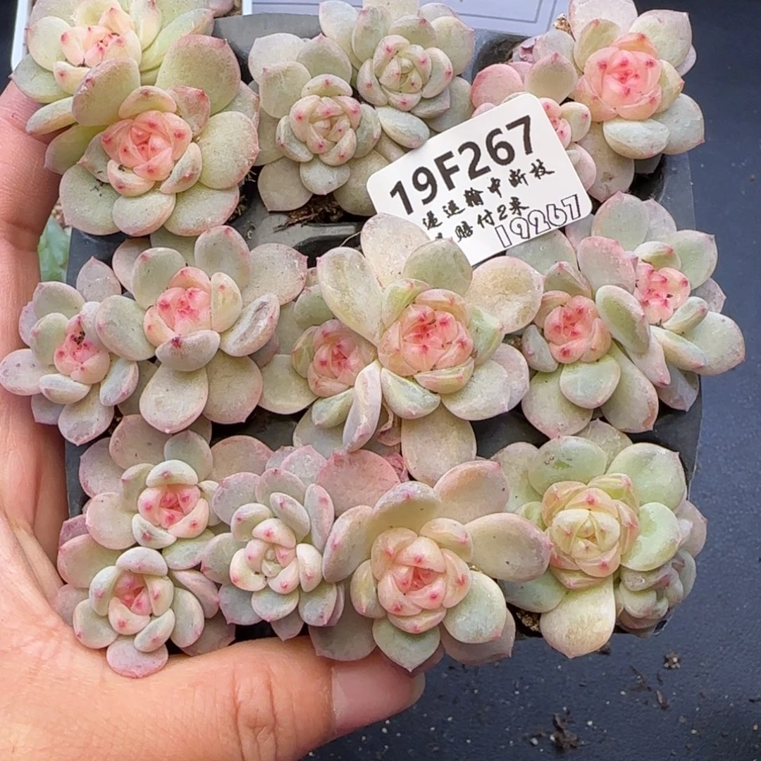 黄***瑞【满29包邮非偏远】267九棵不保整