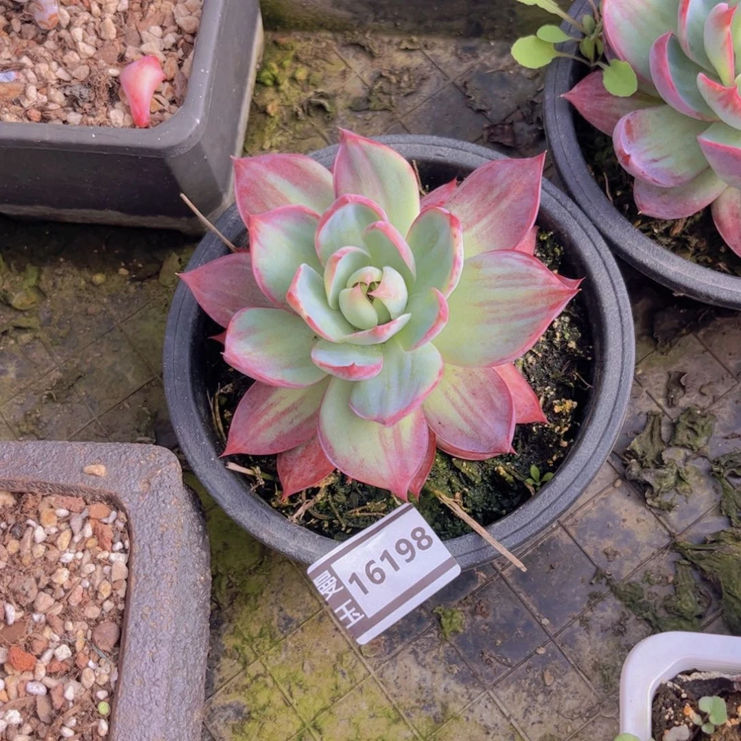 天***秋惊鸿多肉植物16198