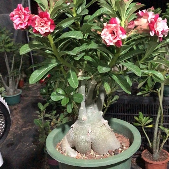 荷塘月色老庄一物一拍