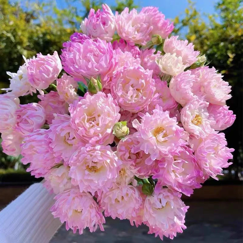 顺丰包邮！粉色海葵树状棒棒糖月季