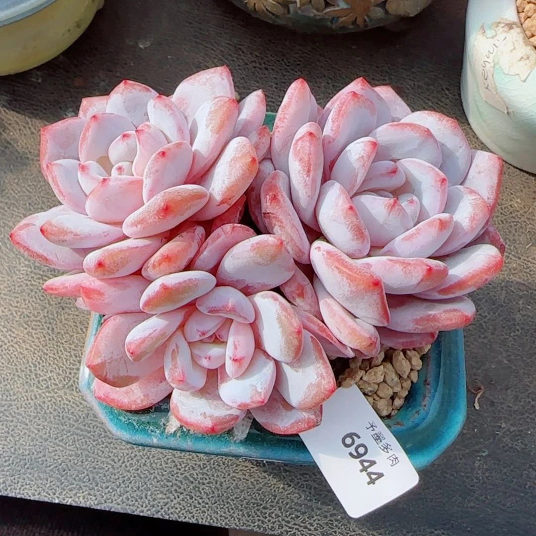 雪之魄，6944多肉植物