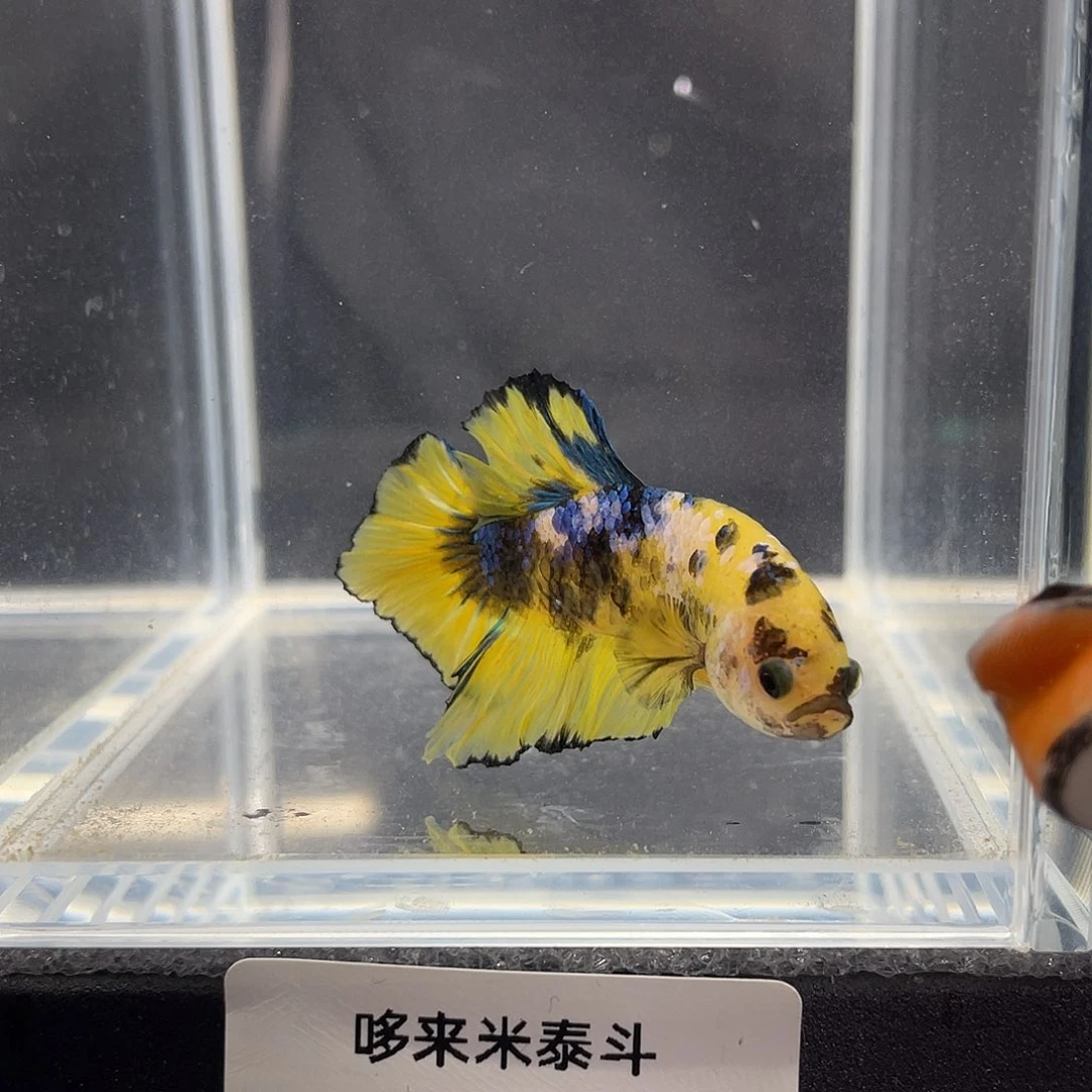 斗鱼12.25 将军 042